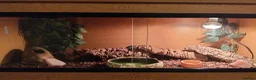 Leopard Gecko reptiles for sale: Leopard gecko and full set up in Lymington - Advert 4