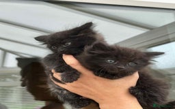 Maine Coon cats for sale: Maine coon xxx - Image 2