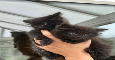 Maine Coon cats - Advert 11