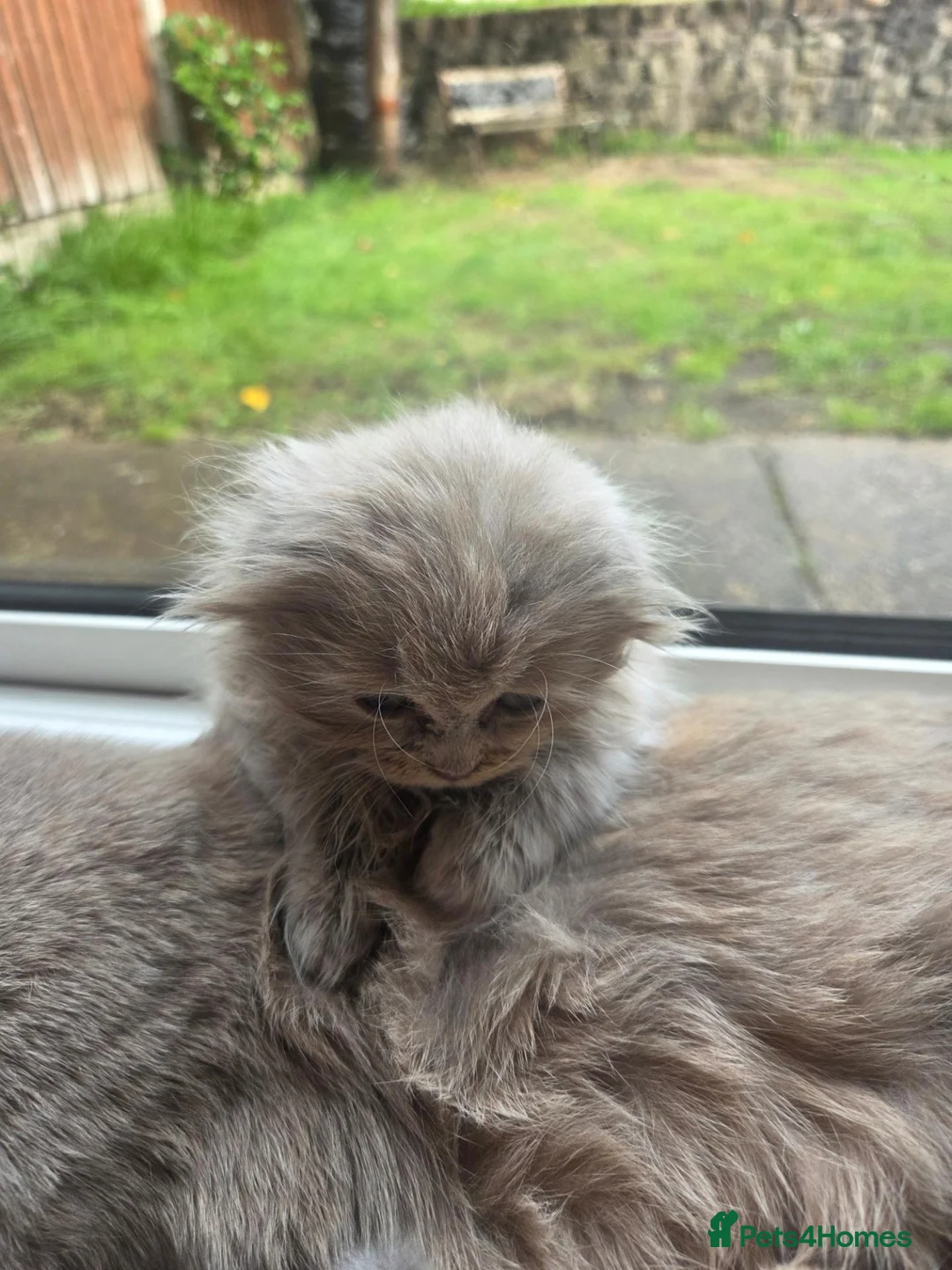 Scottish Fold cats for sale: Scottish kitten lilac blue, ready now, girl boy - Advert 2