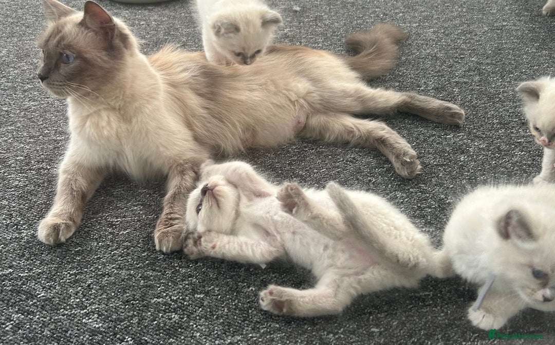Ragdoll cats for sale: Ragdoll kittens - Image 6