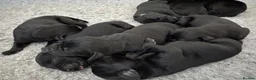 Labrador Retriever dogs for sale: Adorable Labrador Puppies For Sale - Advert 3