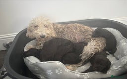 Bedlington Terrier dogs for sale: Bedlington terrier  - Image 5