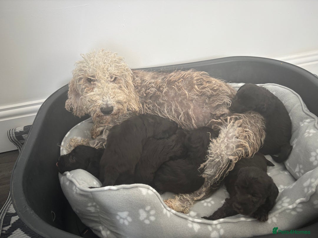 Bedlington Terrier dogs for sale: Bedlington terrier  - Image 5