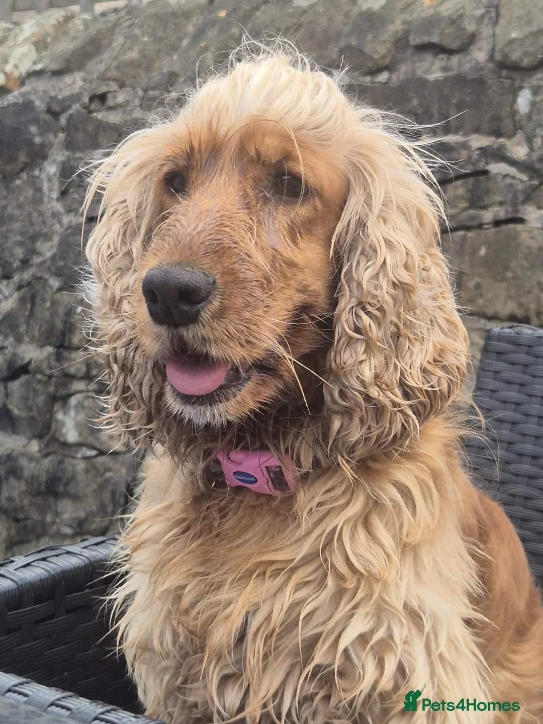 Cocker Spaniel dogs for sale: Cocker spaniel  - Advert 2