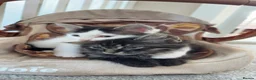 Mixed Breed cats for sale: Kittens  - Advert 9