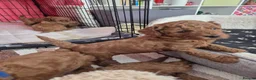 Toy Poodle dogs for sale: Red toy poodle - Advert 9