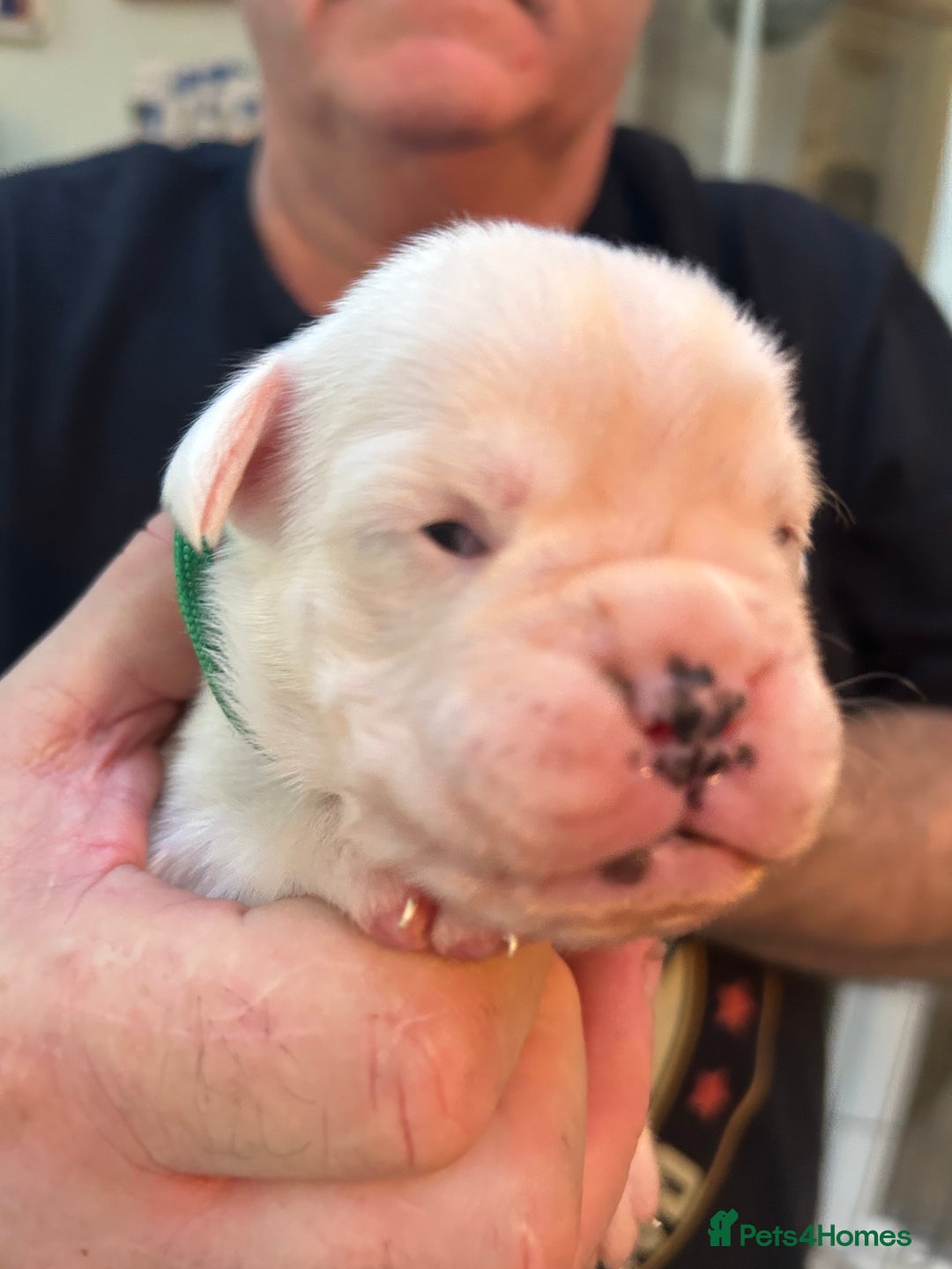 Boxer dogs for sale: Adorable BOXER puppies - Advert 23