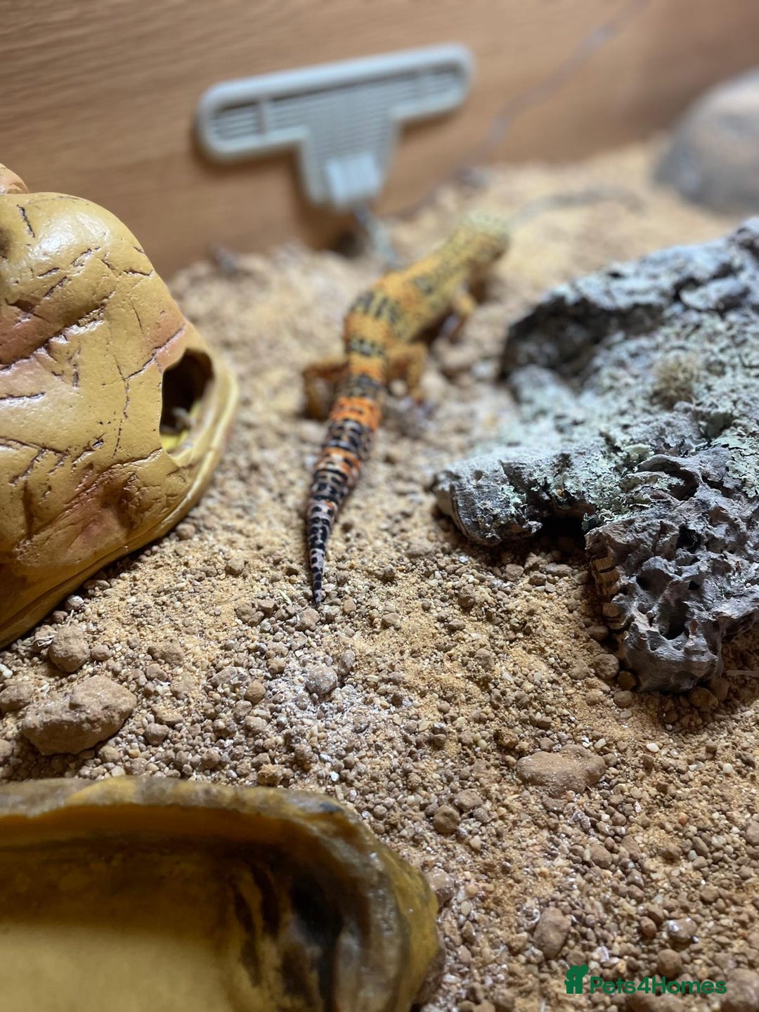 Leopard Gecko reptiles for sale: Leo the Leopard Gecko. Black Night/Mack Snow - Image 11