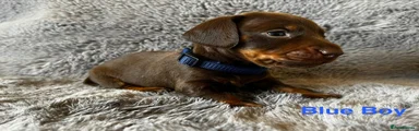 Miniature Dachshund 3