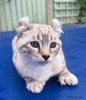 Savannah cats - Advert 3