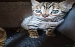 Bengal cats for sale: Stunning 5th generation bengal kitten - Image 7