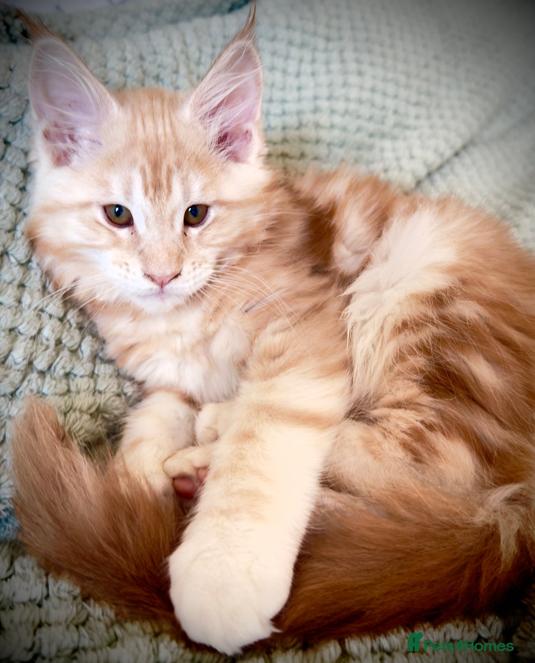 Maine Coon cats for sale: Cute Main Coon kittens from purebred parents  - Advert 2