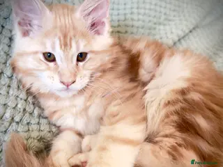 Maine Coon cats Cute Main Coon kittens from purebred parents - Advert 4