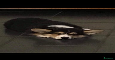 Welsh Corgi Pembroke dogs in Rugby - Advert 9