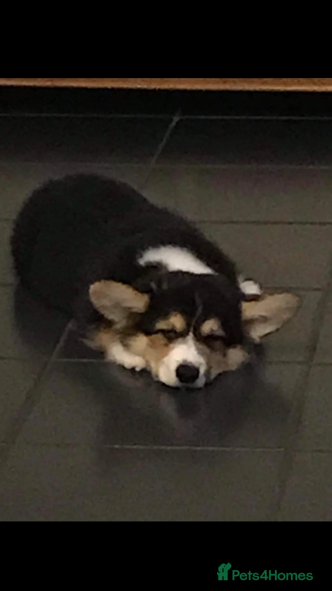 Welsh Corgi Pembroke dogs for stud: TOP QUALITY PROVEN !!! KC Pembroke Corgi for stud in Rugby - Advert 3