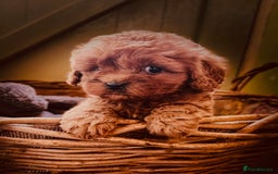 Cavapoo dogs for sale: 🌟Ready Now 🌟 Red and Champagne F1 Cavapoo pups  - Image 1
