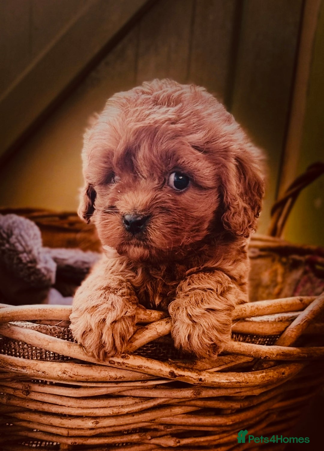 Cavapoo dogs for sale: 🌟Ready Now 🌟 Red and Champagne F1 Cavapoo pups  - Image 1
