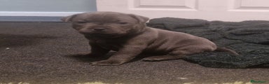 Staffordshire Bull Terrier Puppy 3