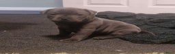Staffordshire Bull Terrier dogs for sale: Blue Staffordshire bull terrier puppies  - Advert 7