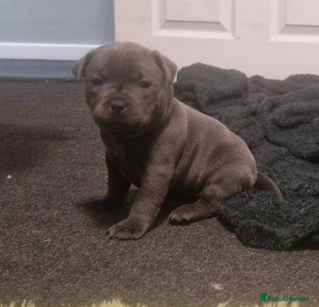 Staffordshire Bull Terrier dogs for sale: Blue Staffordshire bull terrier puppies  - Advert 7