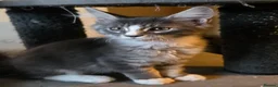 Maine Coon cats for sale: ❤️ TICA Registered Maine Coon Kittens Ready Now ❤️ - Advert 5