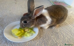 English rabbits for sale: Rabbits  - Image 7