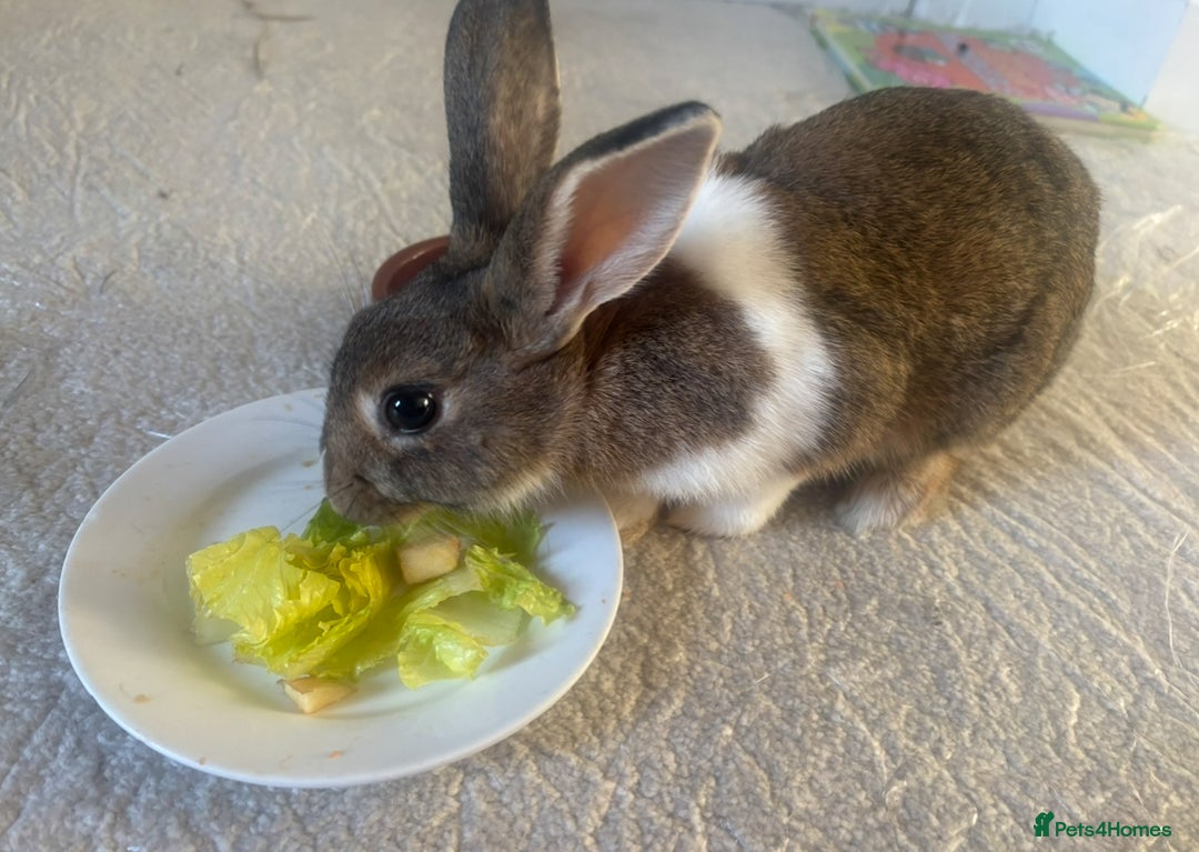 English rabbits for sale: Rabbits  - Image 7