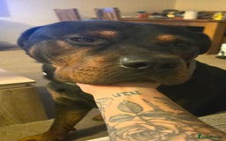 Mixed Breed dogs for sale: Gorgeous Rottweiler/Mastiff - Advert 8