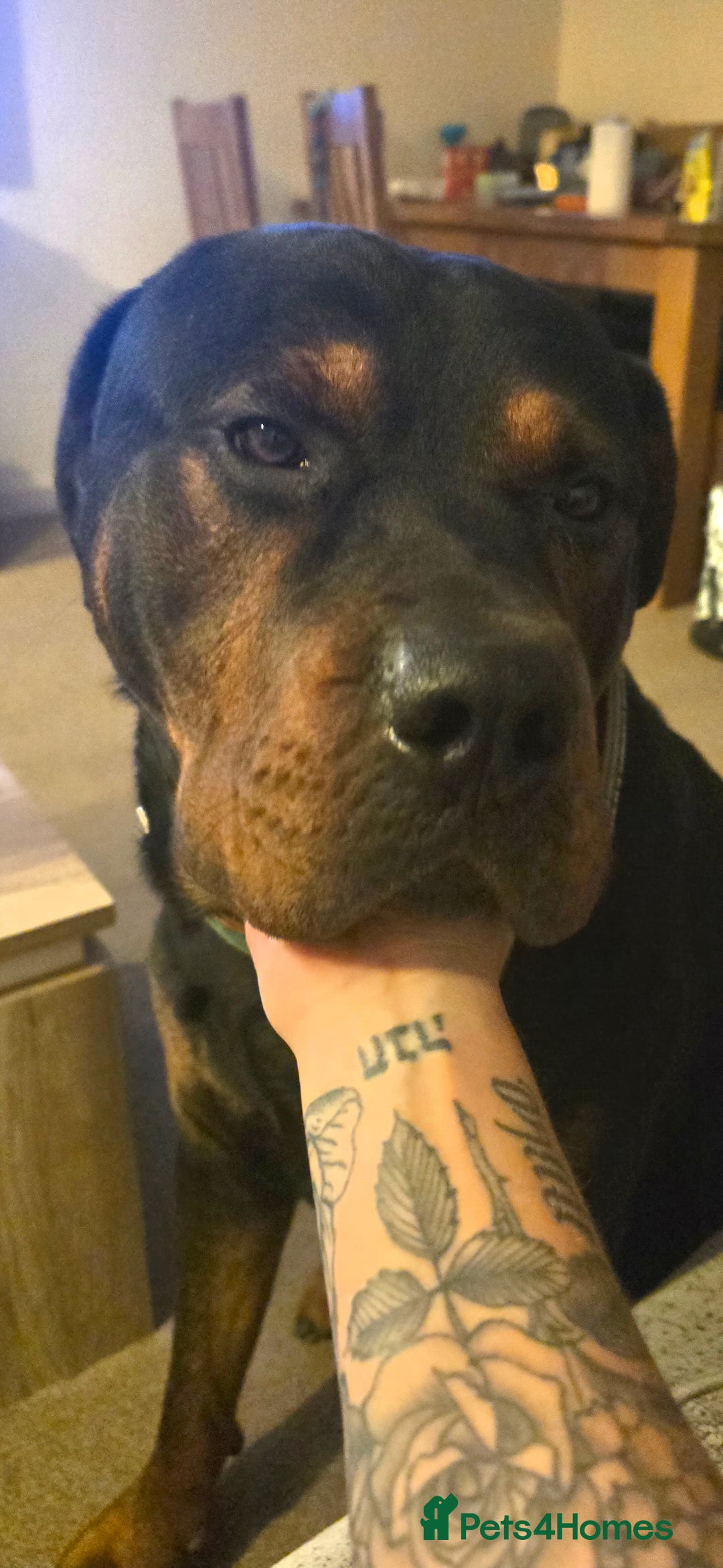 Mixed Breed dogs for sale: Gorgeous Rottweiler/Mastiff - Advert 8