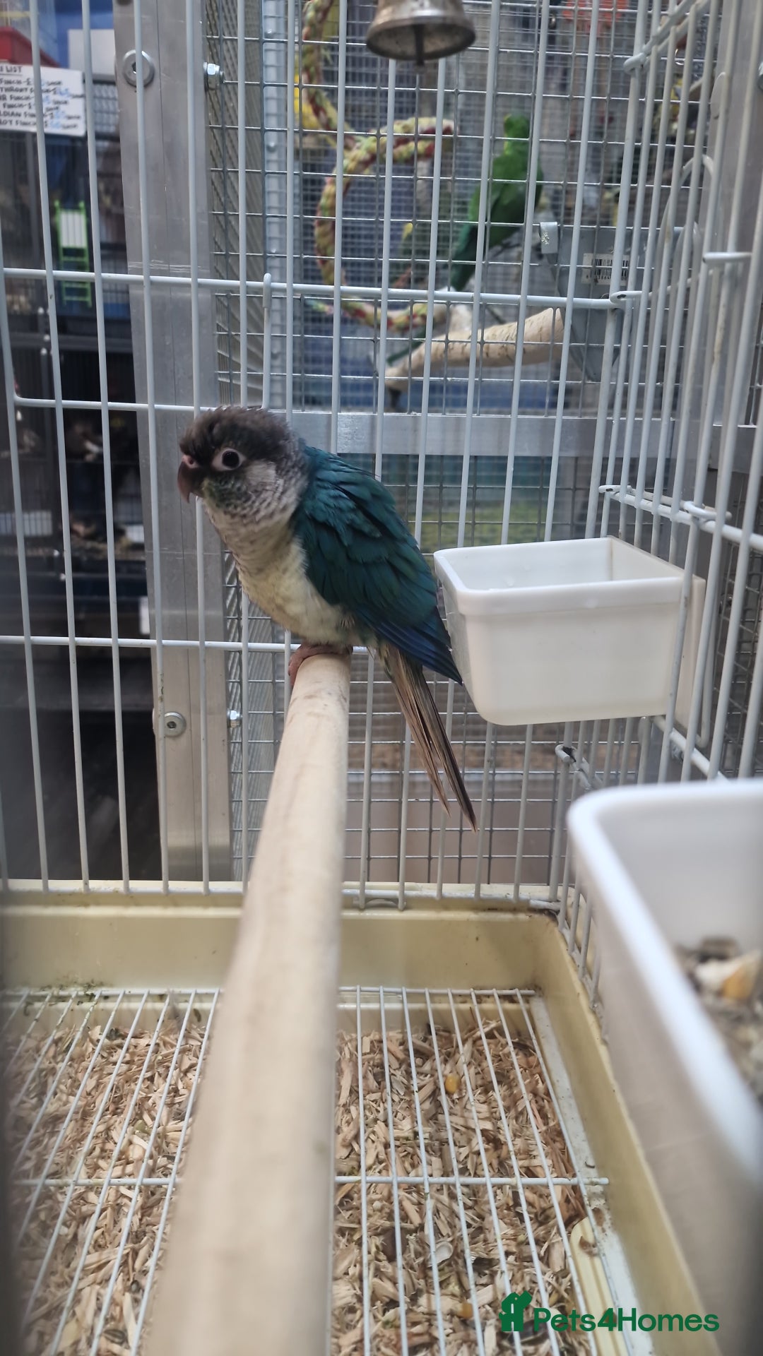 Parrots birds for sale: X BIRDS/PARAKEETS/PARROTS AVAILABLE X - Image 6