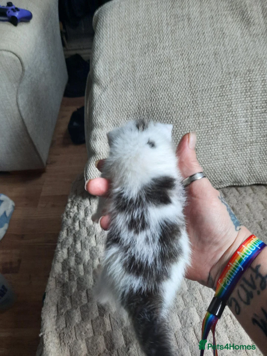 Domestic Shorthair cats for sale: Domestic shorthair  - Advert 1