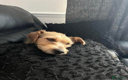 Mixed Breed dogs for adoption: Sweet Trixie Needs LOVE - Image 17