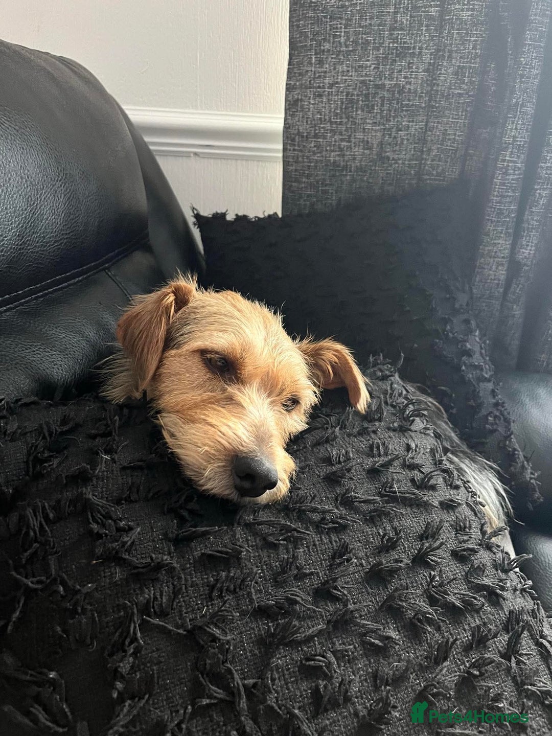 Mixed Breed dogs for adoption: Sweet Trixie Needs LOVE - Image 17