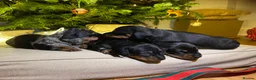 Miniature Dachshund dogs for sale: Smooth Mini Dachshund Pups ready for loving homes - Advert 4