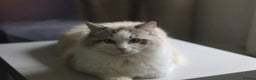 Ragdoll cats for stud: GCCF/TICA ACTIVE REGISTERED Championbloodline stud in Leyland - Advert 6