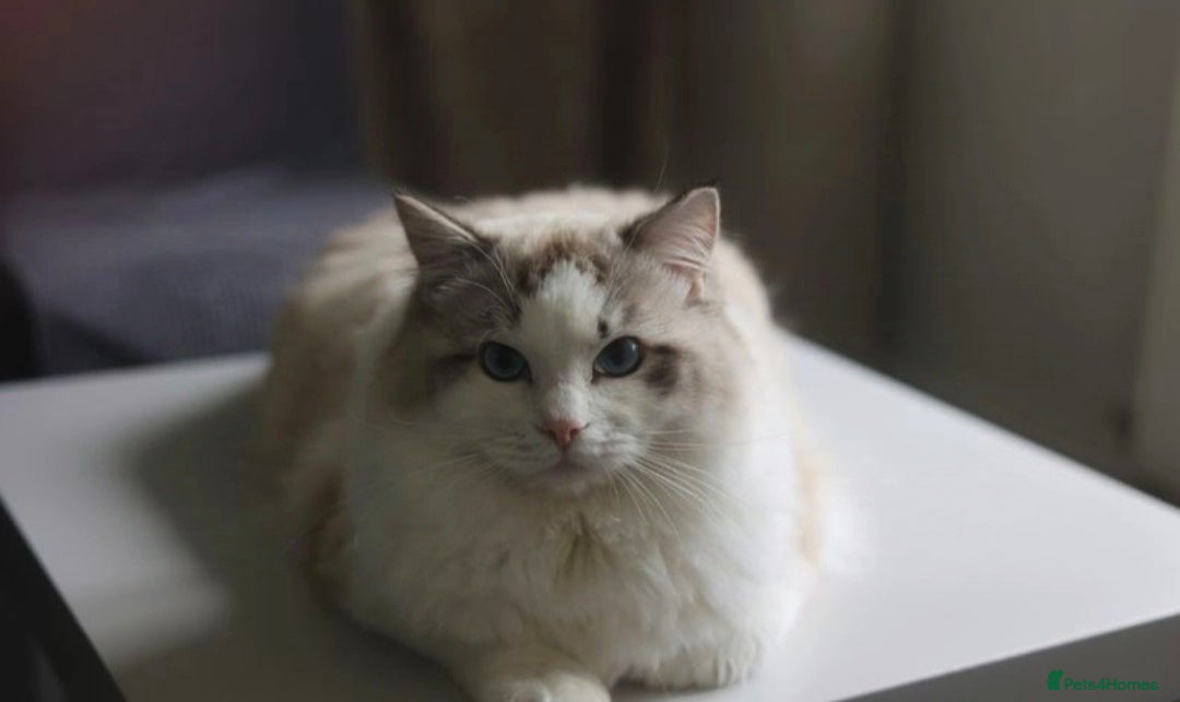 Ragdoll cats for stud: GCCF/TICA ACTIVE REGISTERED Championbloodline stud in Leyland - Image 6
