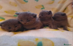 British Shorthair cats for sale: Little british shorthair kittens  - Image 7