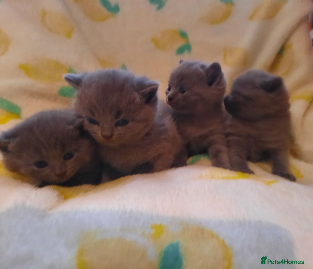 British Shorthair cats for sale: Little british shorthair kittens  - Image 7