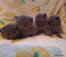 British Shorthair cats - Advert 9