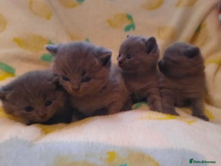 British Shorthair cats - Advert 3