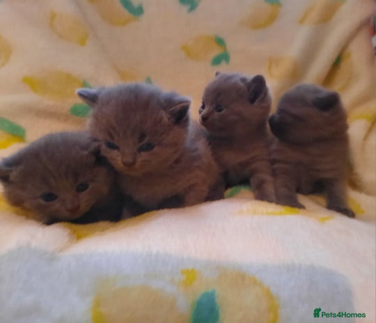 British Shorthair cats - Advert 5