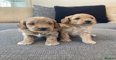 Cavapoo dogs - Advert 11