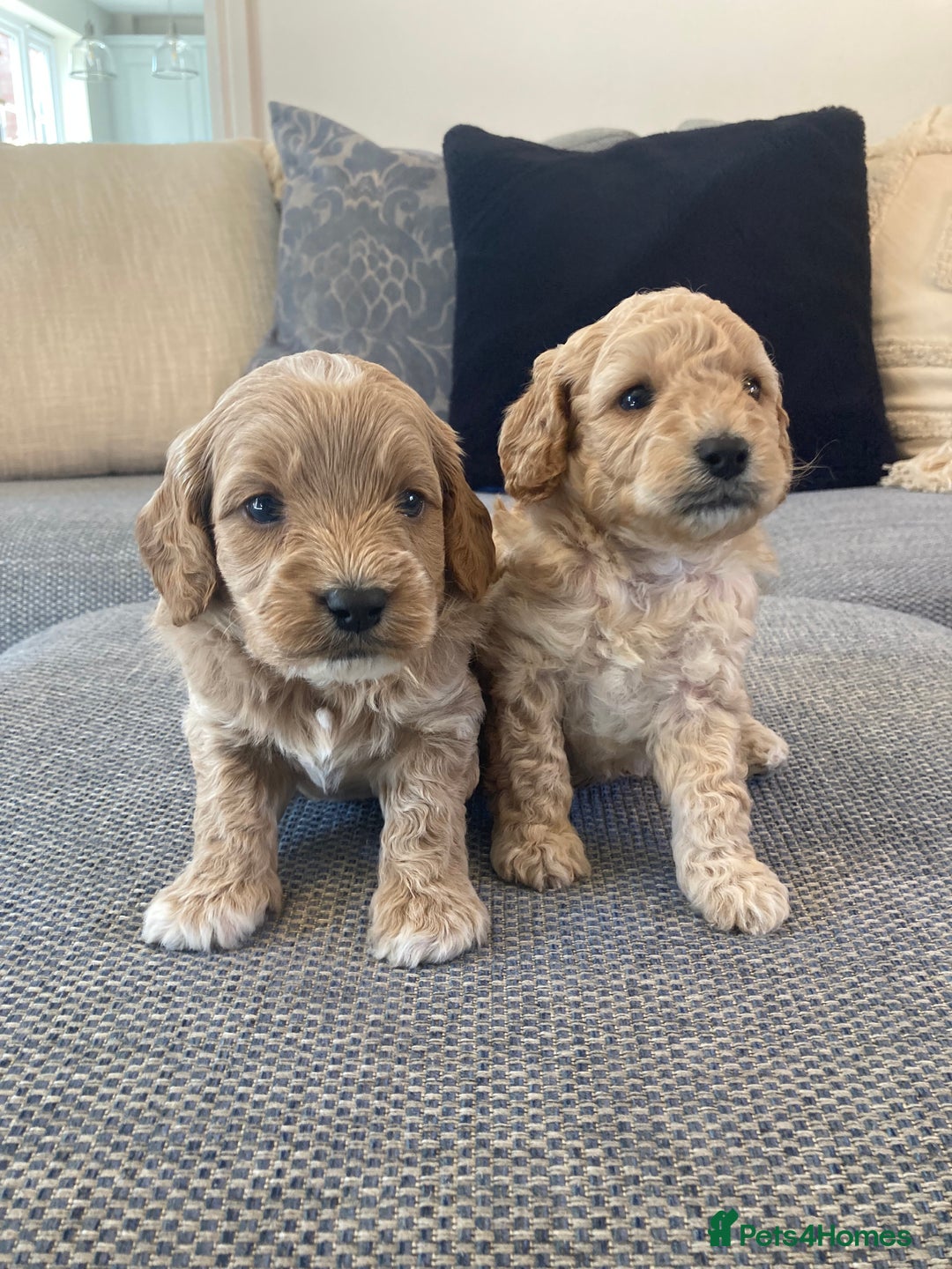 Cavapoo dogs for sale: F1B CAVAPOO PUPPIES  - Image 2