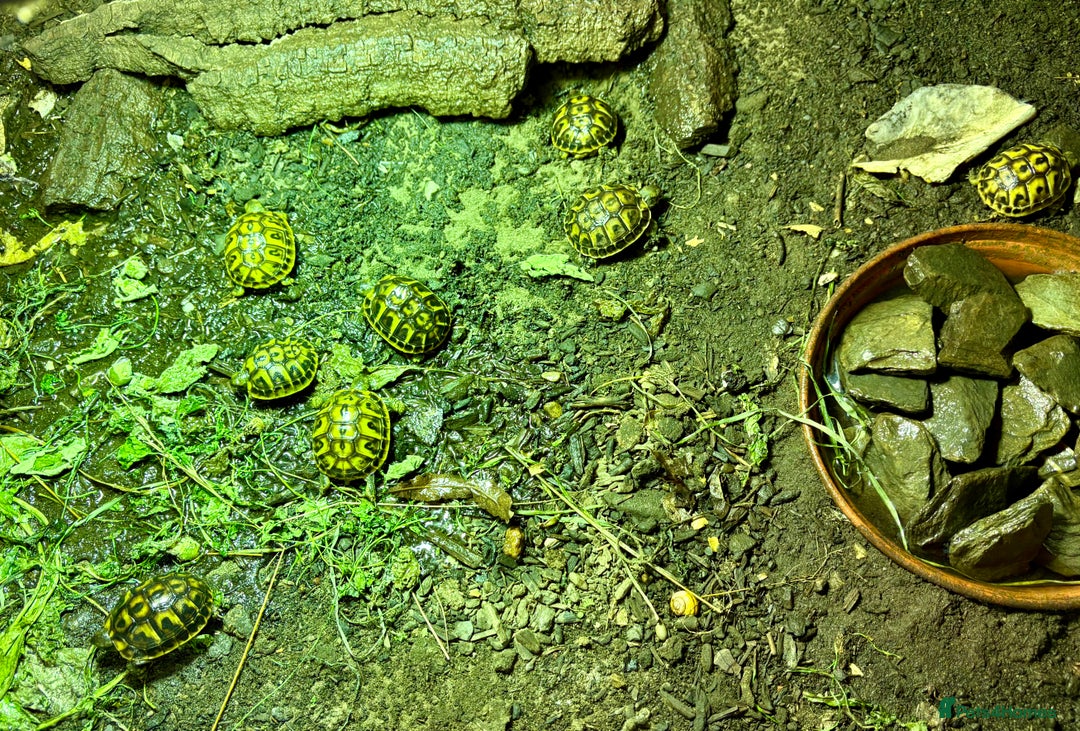 Tortoise reptiles for sale: Western Hermanns -Testudo Hermanni Hermanni - Image 5