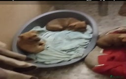 Mixed Breed dogs for sale: Terrier cross with jackrussle - Advert 2