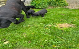 Labrador Retriever dogs for sale: Labrador pups  - Image 3