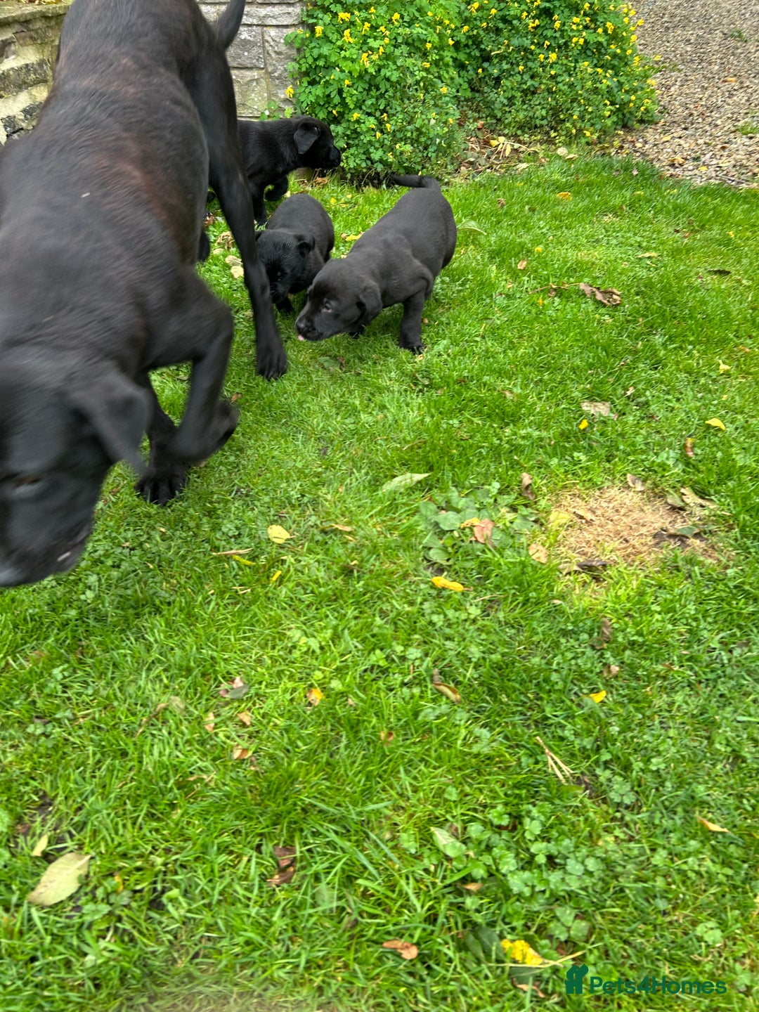 Labrador Retriever dogs for sale: Labrador pups  - Image 3