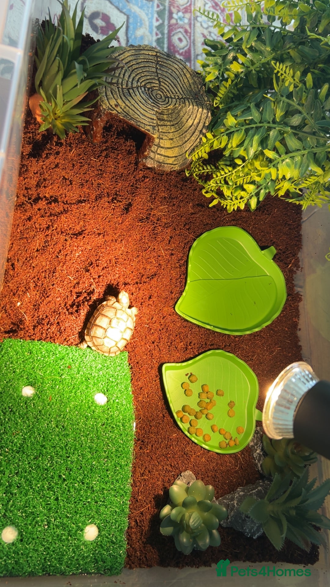 Tortoise reptiles for sale: Tortoise  - Image 3