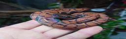 Boa Snake reptiles for sale: Female Brazilian Rainbow Boa - Advert 2